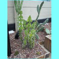 Conservatory 009.jpg